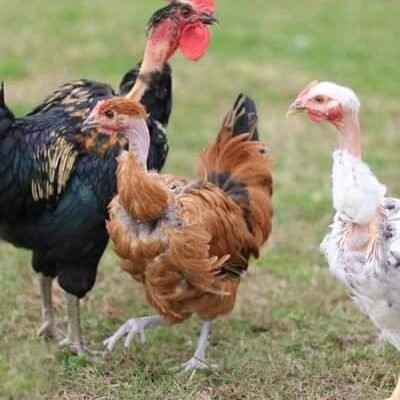 cách chọn và nuôi gà đá gà chọi cách chọn và nuôi gà đá gà chọi