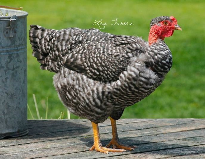 thuốc gà đá miễn nâu thuốc gà đá miễn nâu