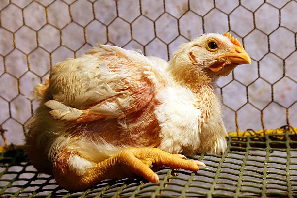 đá gà trực tiếp cua dao mh1,Đá gà trực tiếp của Đào MH1: Thứ hai, một cuộc chiến không thể bỏ lỡ đá gà trực tiếp cua dao mh1,Đá gà trực tiếp của Đào MH1: Thứ hai, một cuộc chiến không thể bỏ lỡ